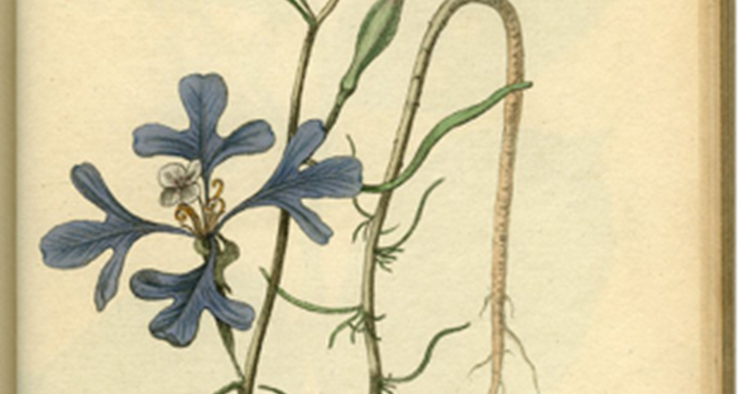 The Flower and the Atom - Dr Harry Cliff