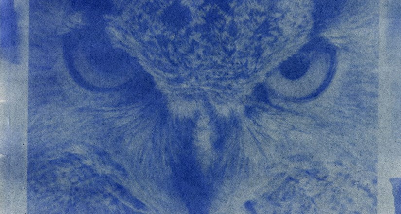 Anthotypes Workshops with Kelly Barfoot